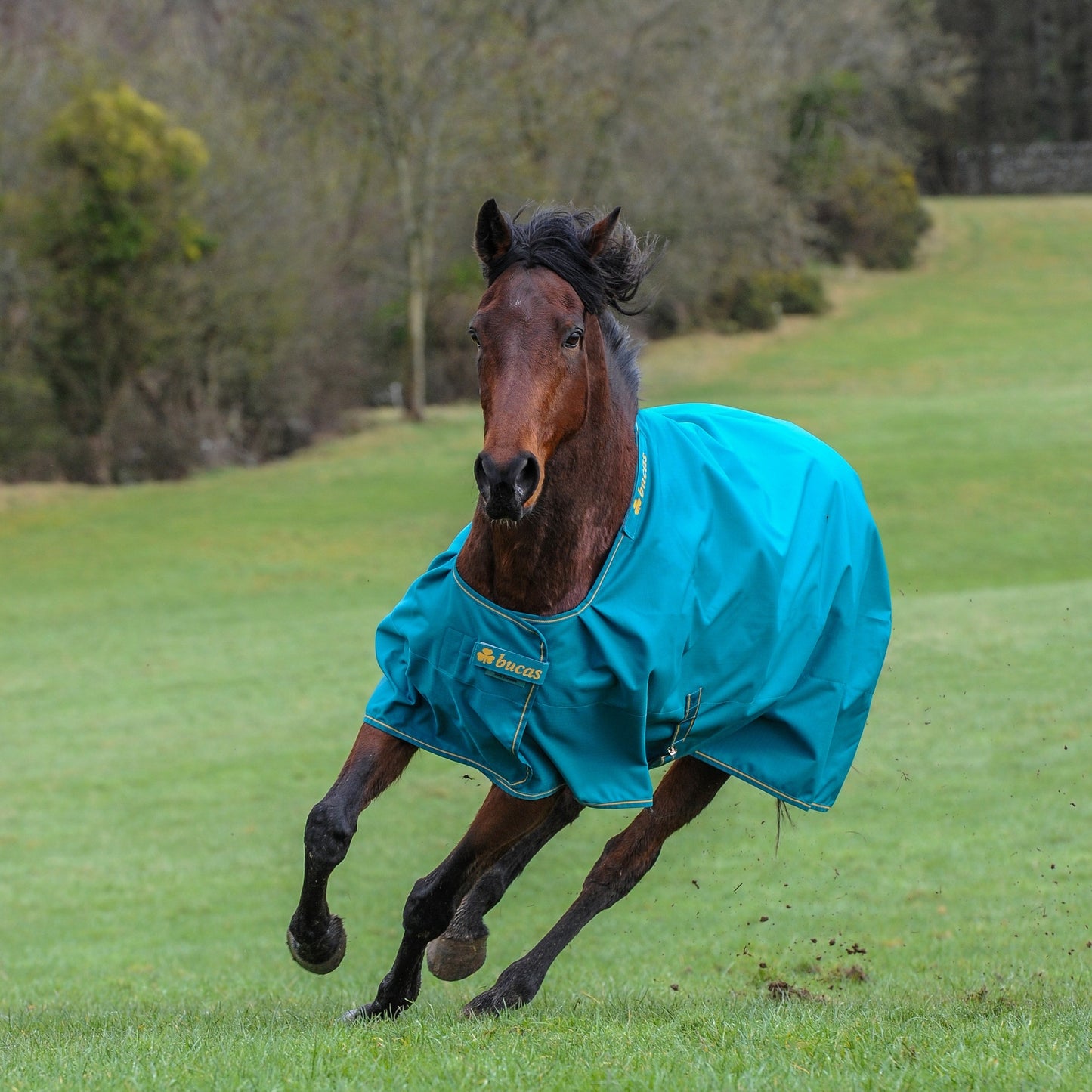5-912009-tealgold.jpg