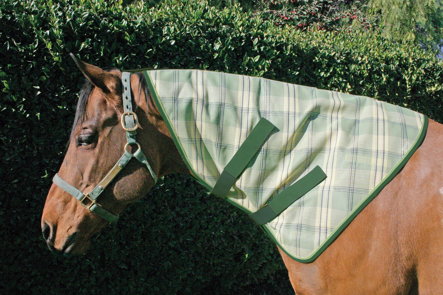 4-270051.jpg