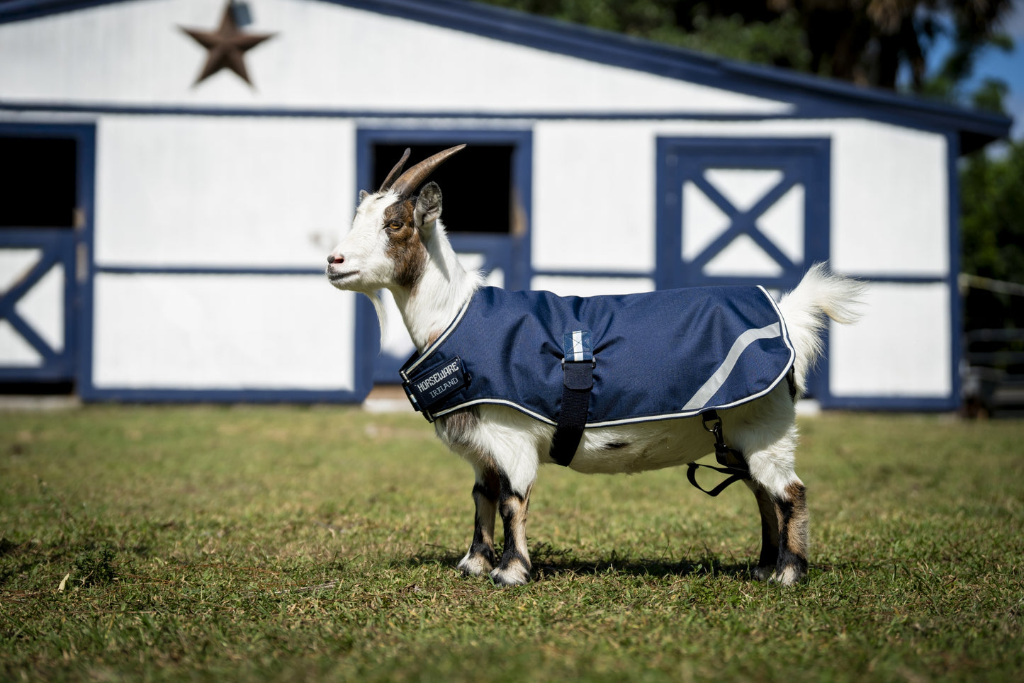 4-474759.jpg