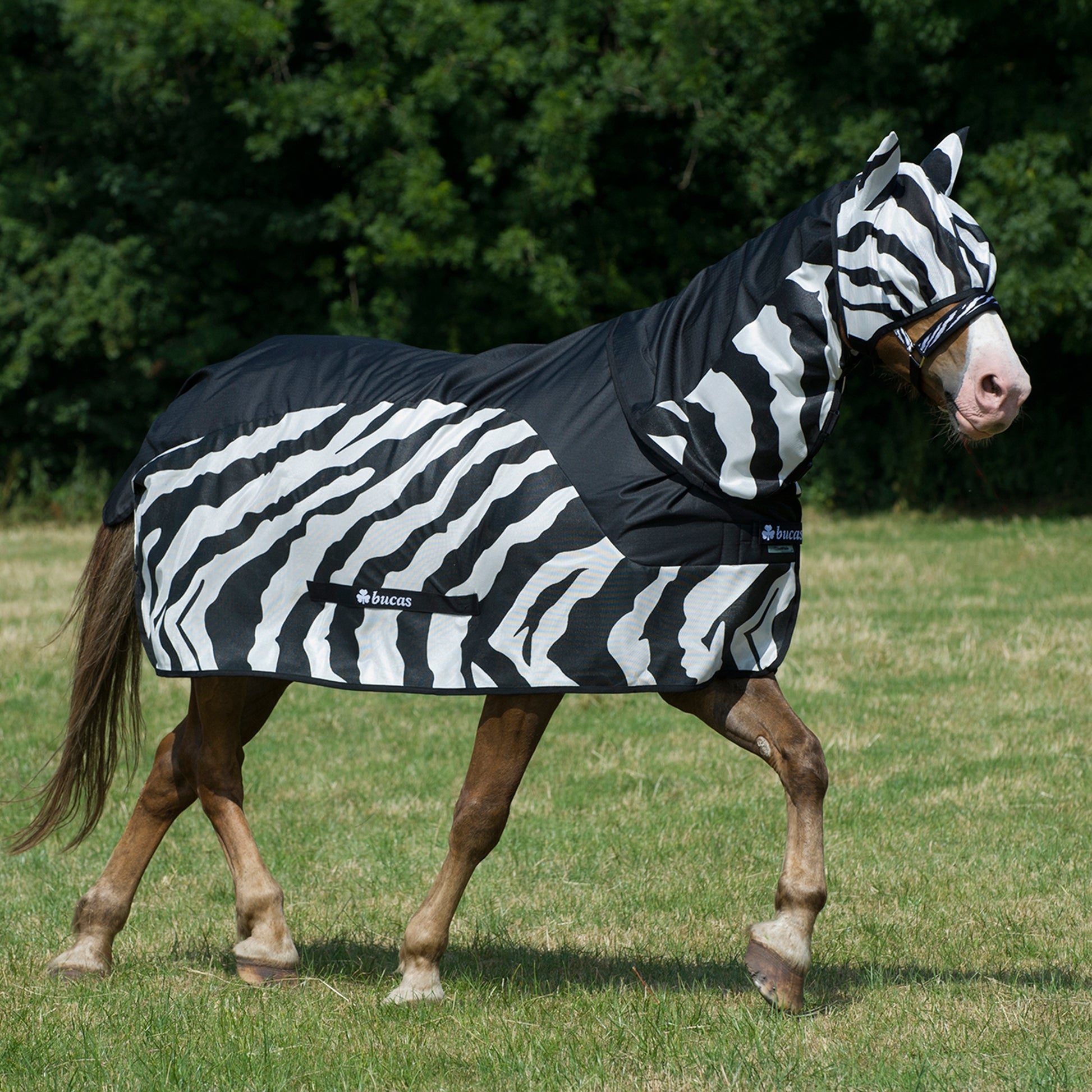 5-845124-zebrab.jpg