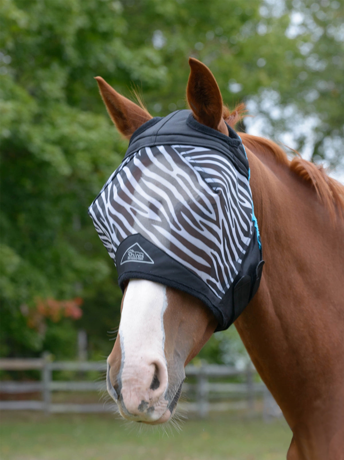 5-871532-zebra.jpg