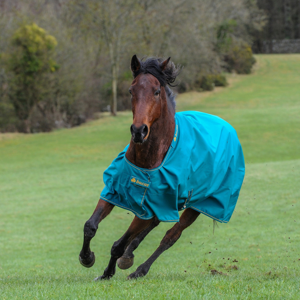 5-912009-tealgold.jpg
