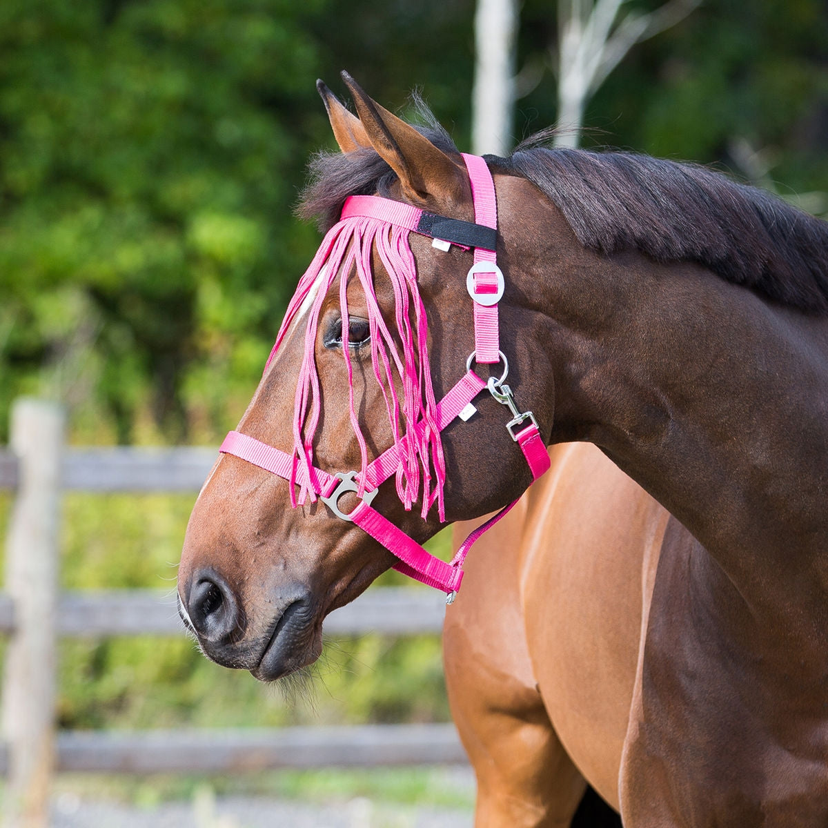 5-915583-raspberrypink.jpg